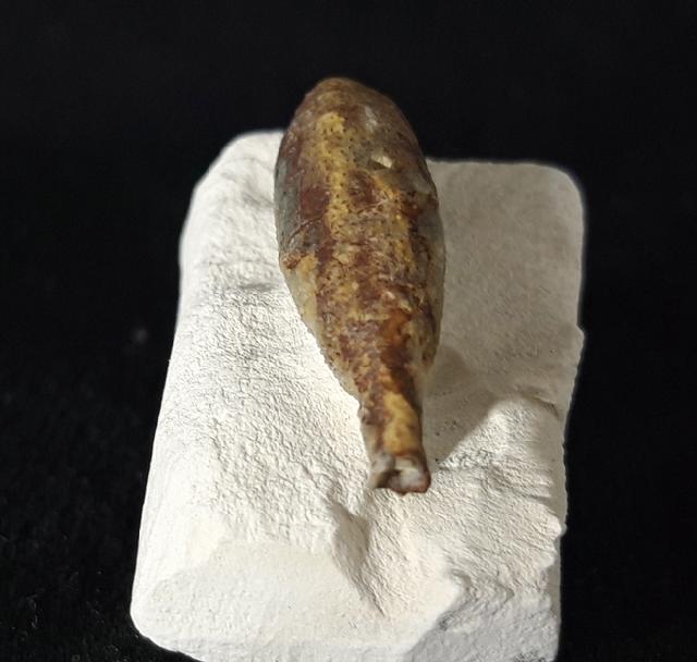 Stachel eines Tylocidaris baltica (SCHL�TER 1892) - Bild &copy; FossNet FossilienStore